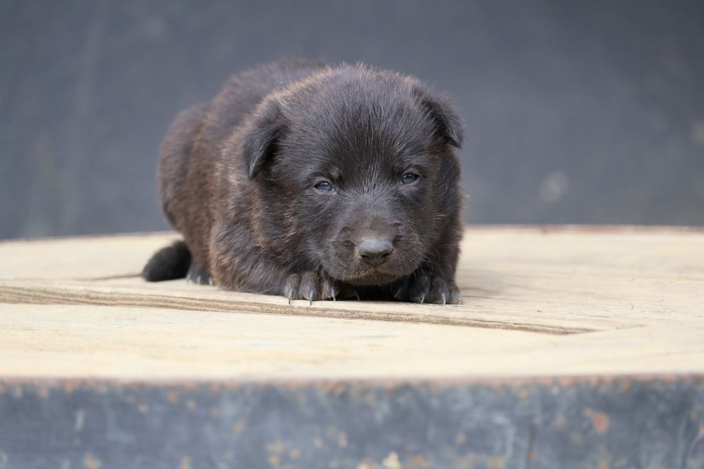 Du Domaine De Phoebapooros - Chiots disponibles - Berger hollandais