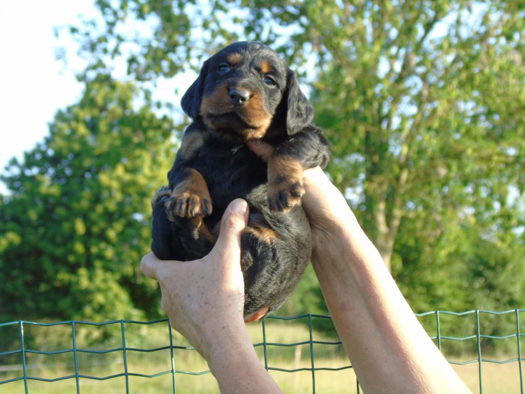 Du Domaine De Phoebapooros - Chiots disponibles - Setter Gordon