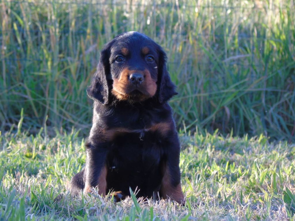 Du Domaine De Phoebapooros - Chiots disponibles - Setter Gordon