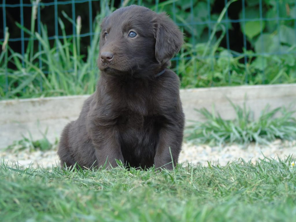 Du Domaine De Phoebapooros - Chiots disponibles - Flat Coated Retriever