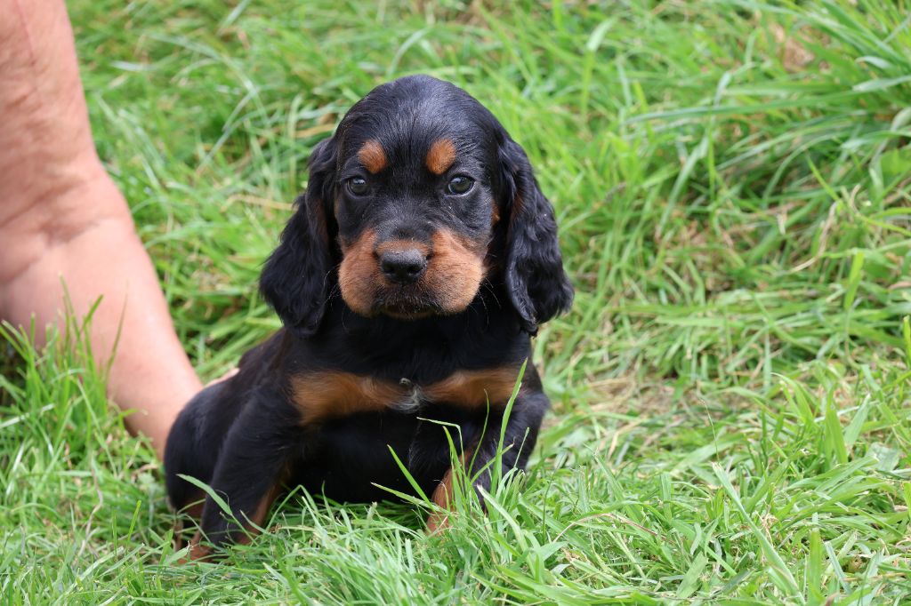 Du Domaine De Phoebapooros - Chiots disponibles - Setter Gordon