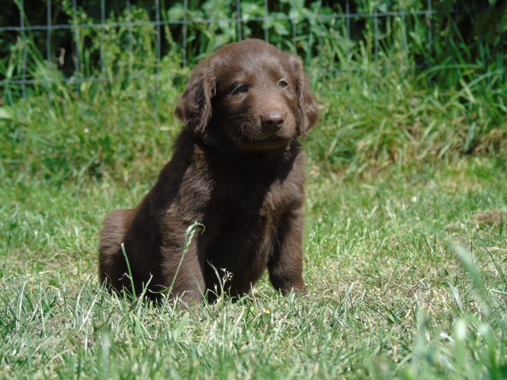 Du Domaine De Phoebapooros - Chiots disponibles - Flat Coated Retriever