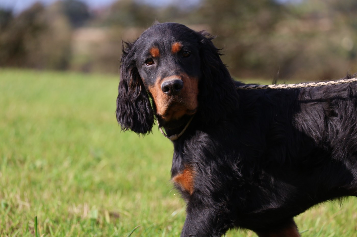 Du Domaine De Phoebapooros - Chiots disponibles - Setter Gordon