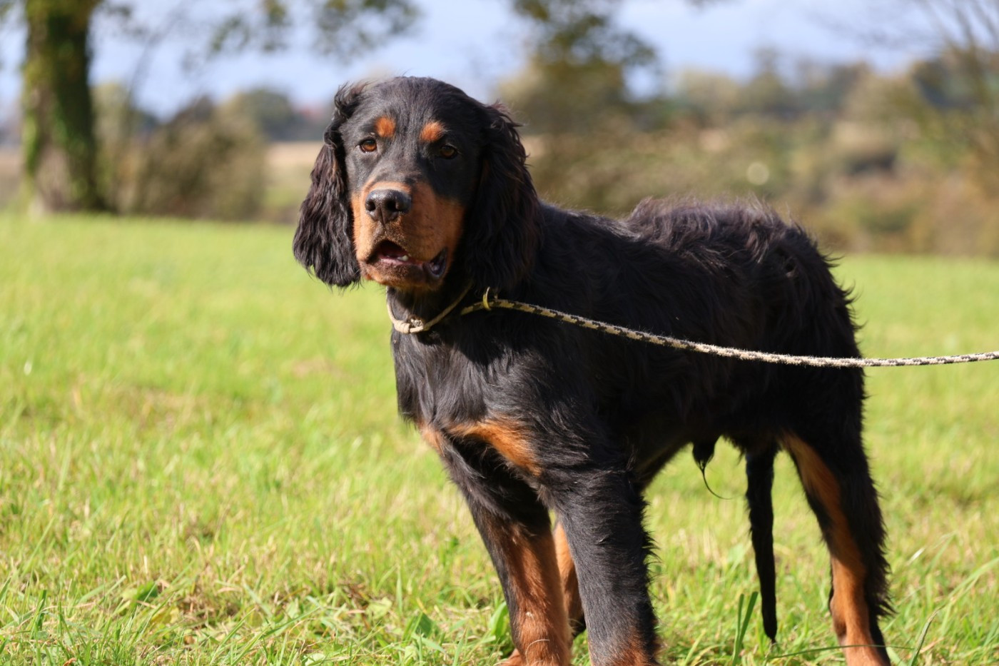 Du Domaine De Phoebapooros - Setter Gordon - Portée née le 17/05/2025