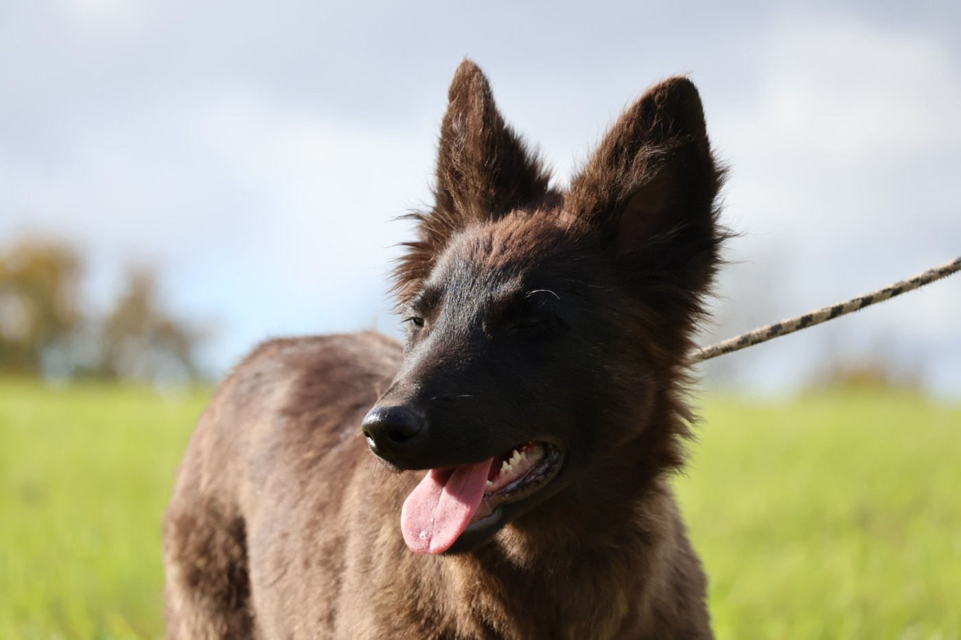 Du Domaine De Phoebapooros - Chiots disponibles - Berger hollandais