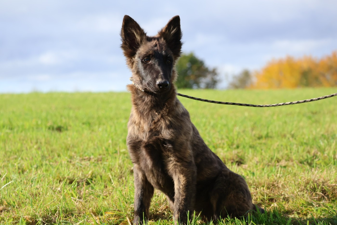 Du Domaine De Phoebapooros - Chiots disponibles - Berger hollandais