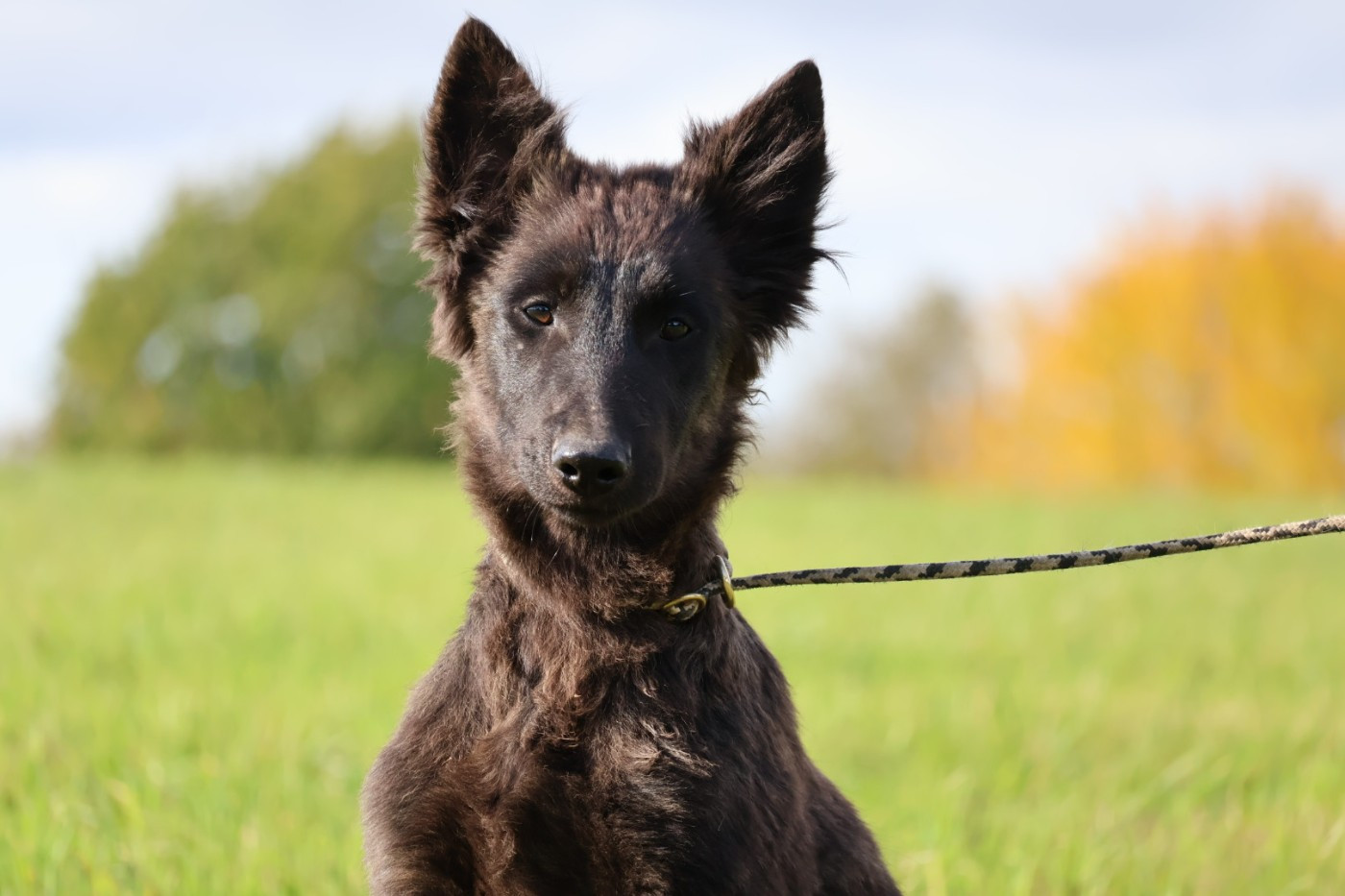 Du Domaine De Phoebapooros - Chiots disponibles - Berger hollandais