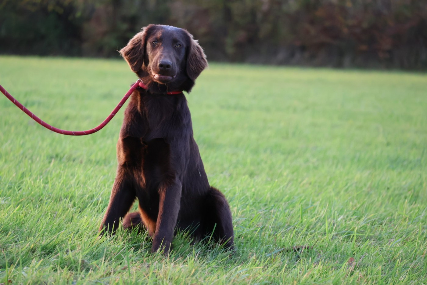 Femelle foie collier bleu clair pailleté