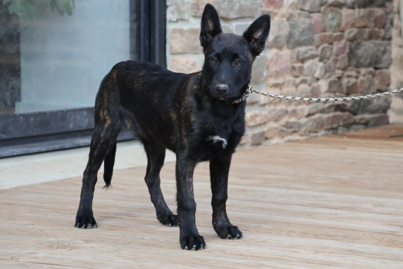 Du Domaine De Phoebapooros - Berger hollandais - Portée née le 05/08/2025