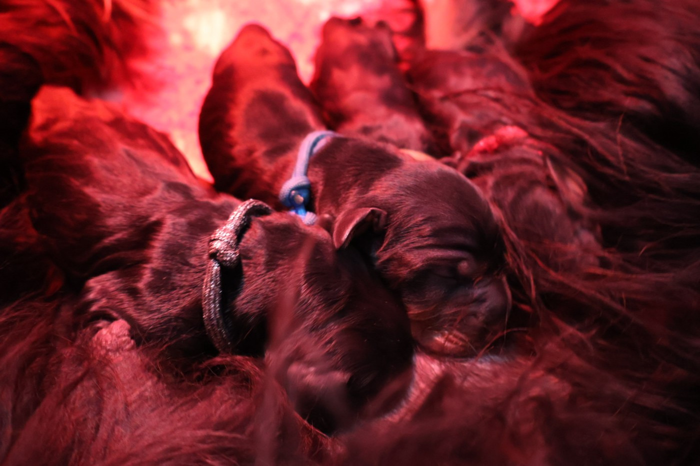 Du Domaine De Phoebapooros - Chiots disponibles - Setter Gordon