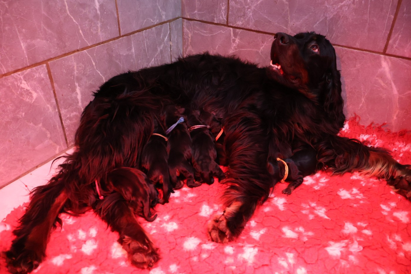 Du Domaine De Phoebapooros - Setter Gordon - Portée née le 09/12/2025