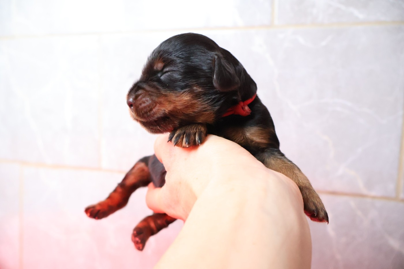 Du Domaine De Phoebapooros - Chiots disponibles - Setter Gordon