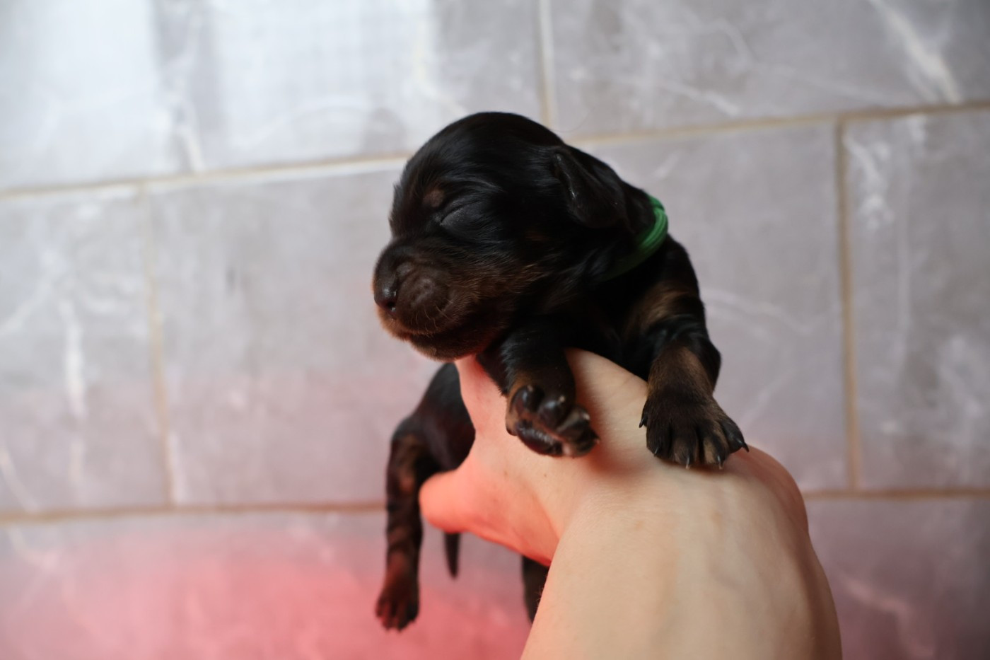 Du Domaine De Phoebapooros - Chiots disponibles - Setter Gordon