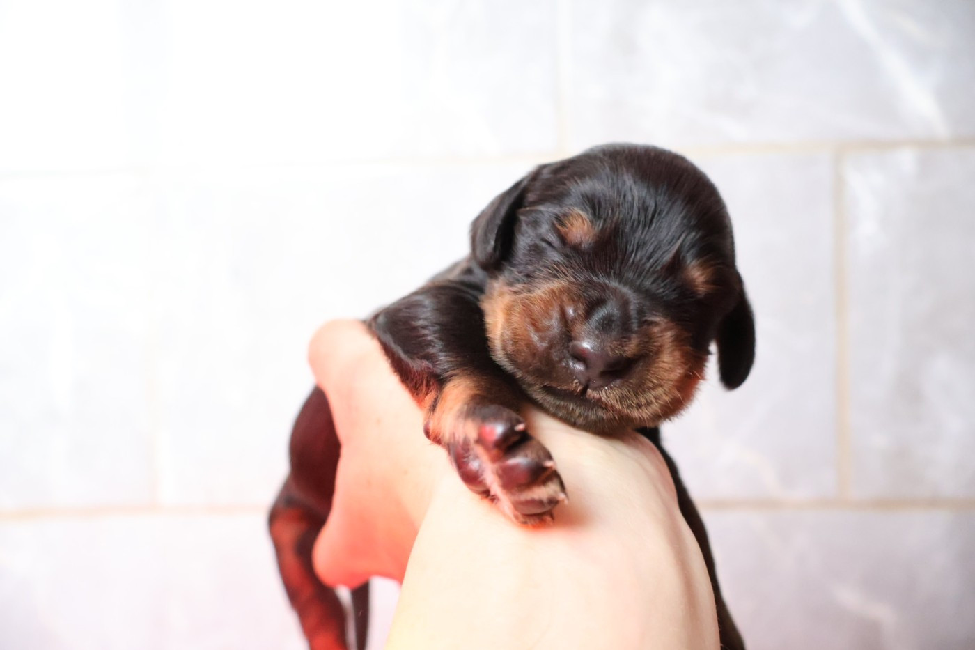 Du Domaine De Phoebapooros - Chiots disponibles - Setter Gordon