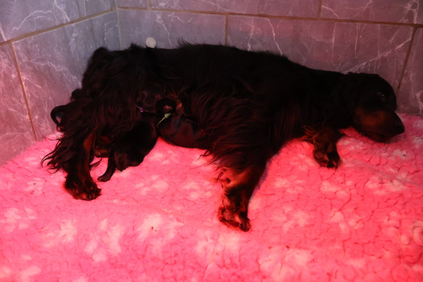 Du Domaine De Phoebapooros - Setter Gordon - Portée née le 01/12/2025