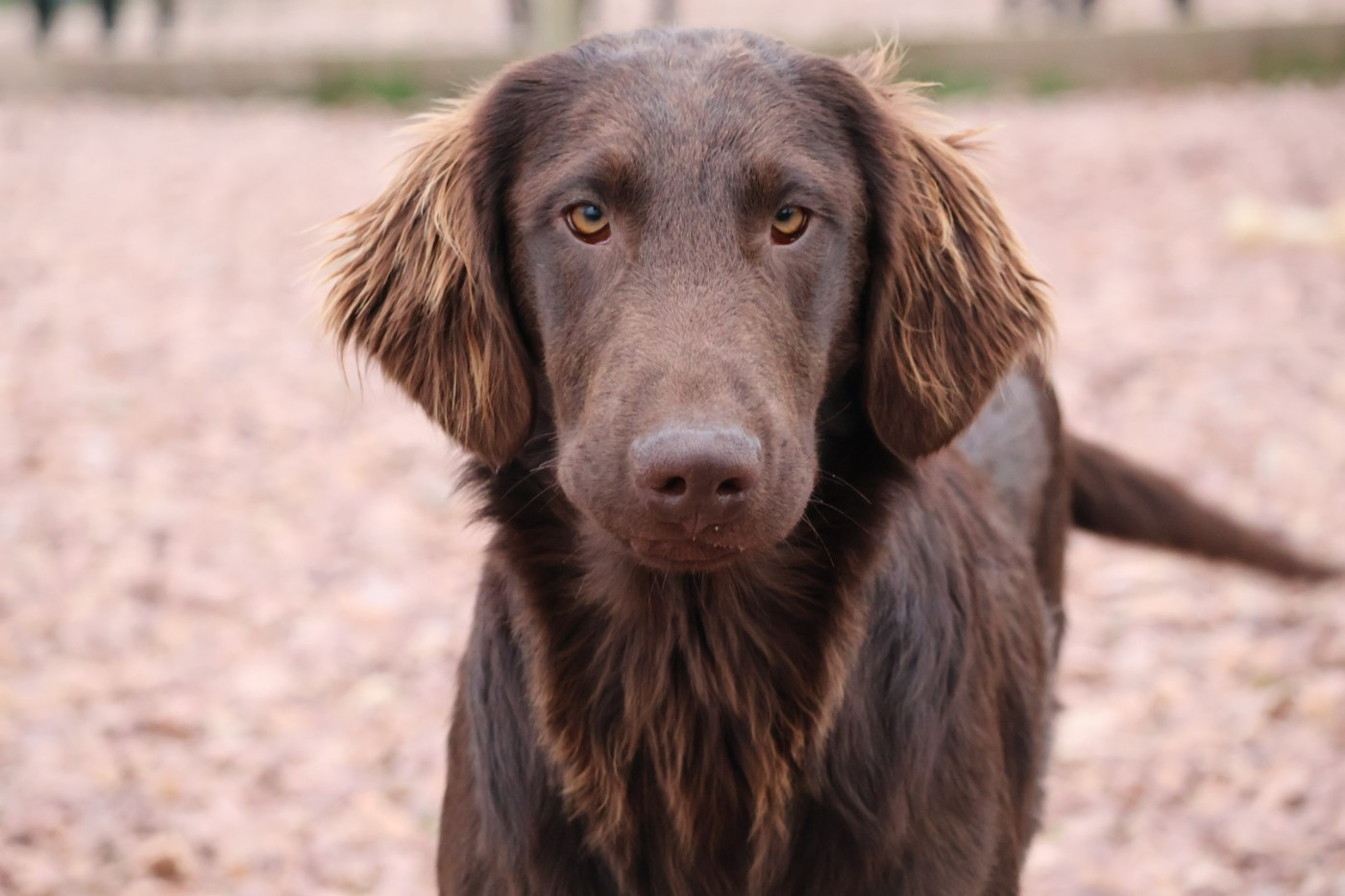 Du Domaine De Phoebapooros - Chiots disponibles - Flat Coated Retriever