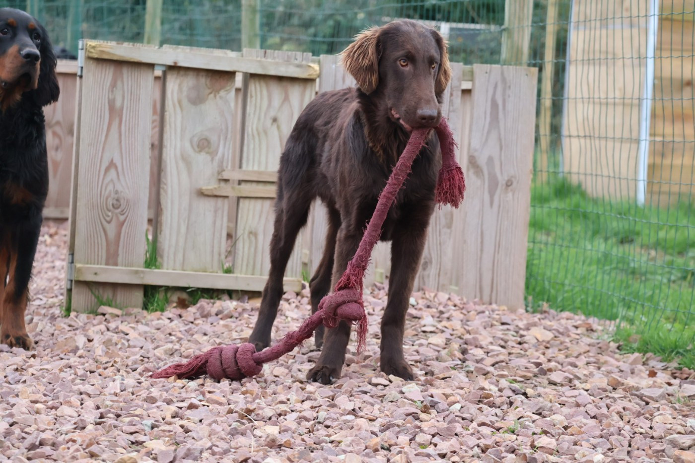 Du Domaine De Phoebapooros - Chiots disponibles - Flat Coated Retriever