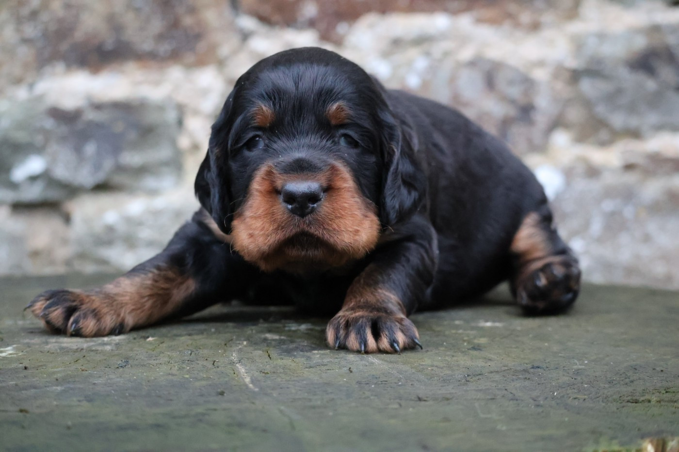 Du Domaine De Phoebapooros - Setter Gordon - Portée née le 01/12/2025