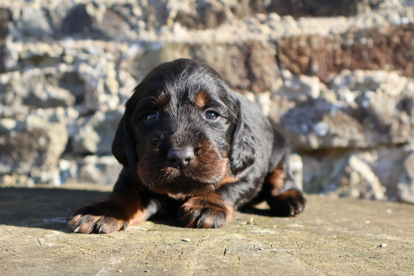 Du Domaine De Phoebapooros - Chiots disponibles - Setter Gordon