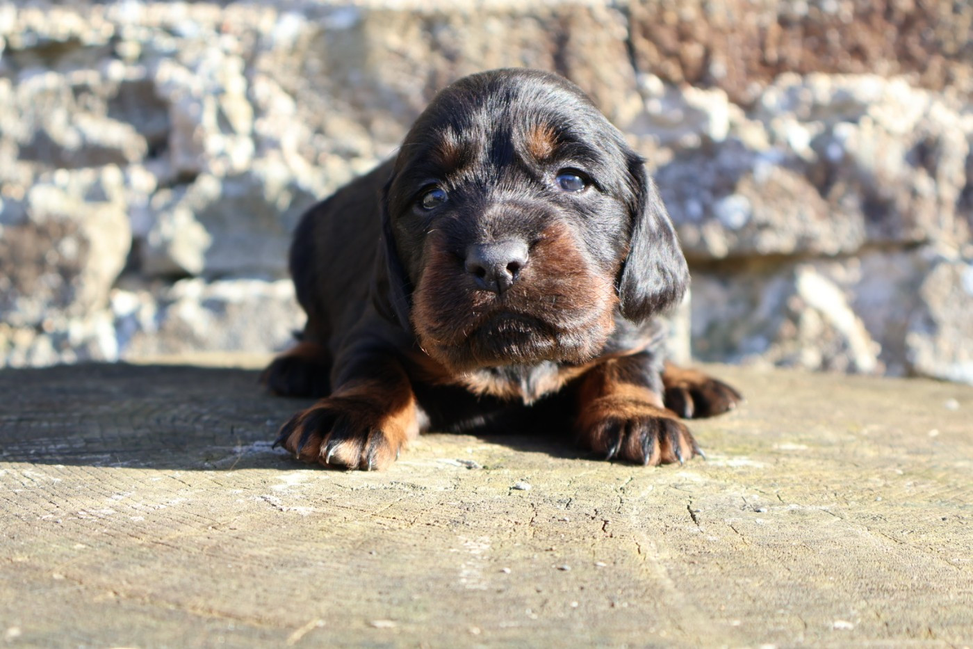 Du Domaine De Phoebapooros - Chiots disponibles - Setter Gordon