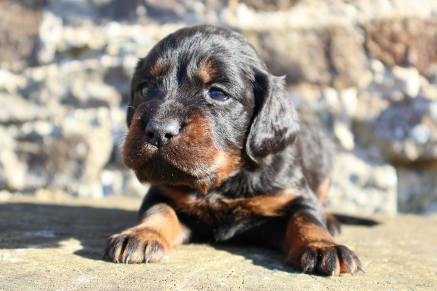 Du Domaine De Phoebapooros - Chiots disponibles - Setter Gordon