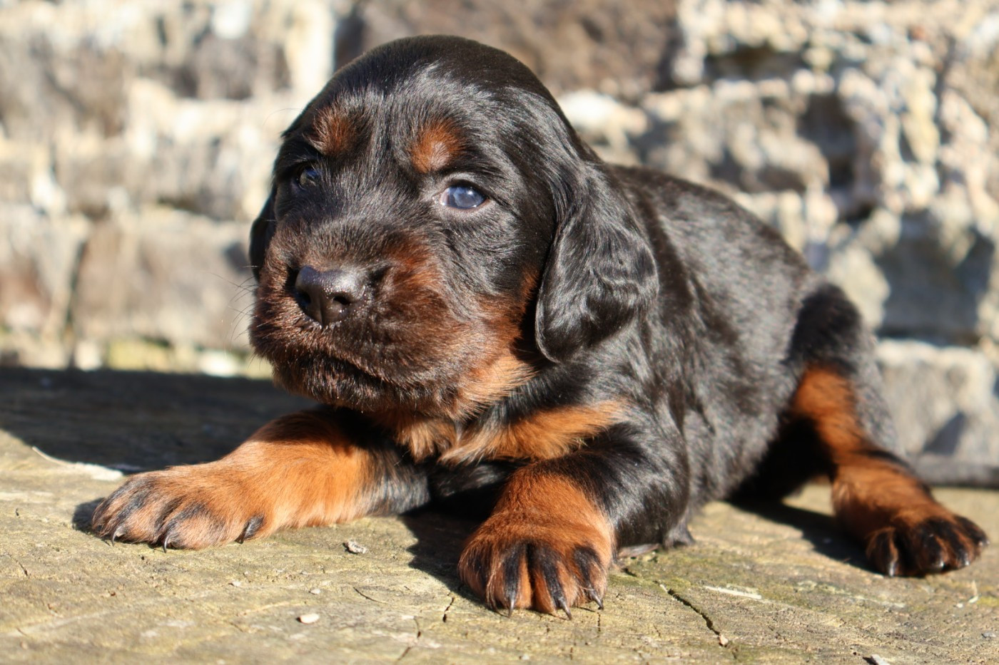 Du Domaine De Phoebapooros - Chiots disponibles - Setter Gordon