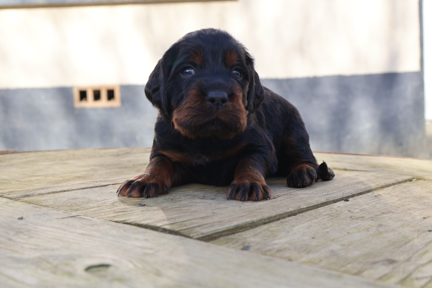 Du Domaine De Phoebapooros - Chiots disponibles - Setter Gordon