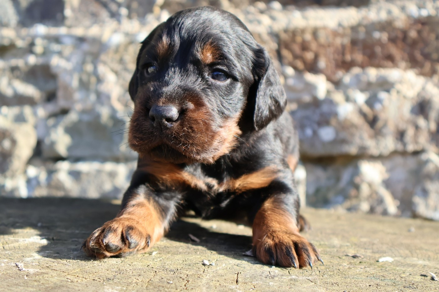 Du Domaine De Phoebapooros - Chiots disponibles - Setter Gordon
