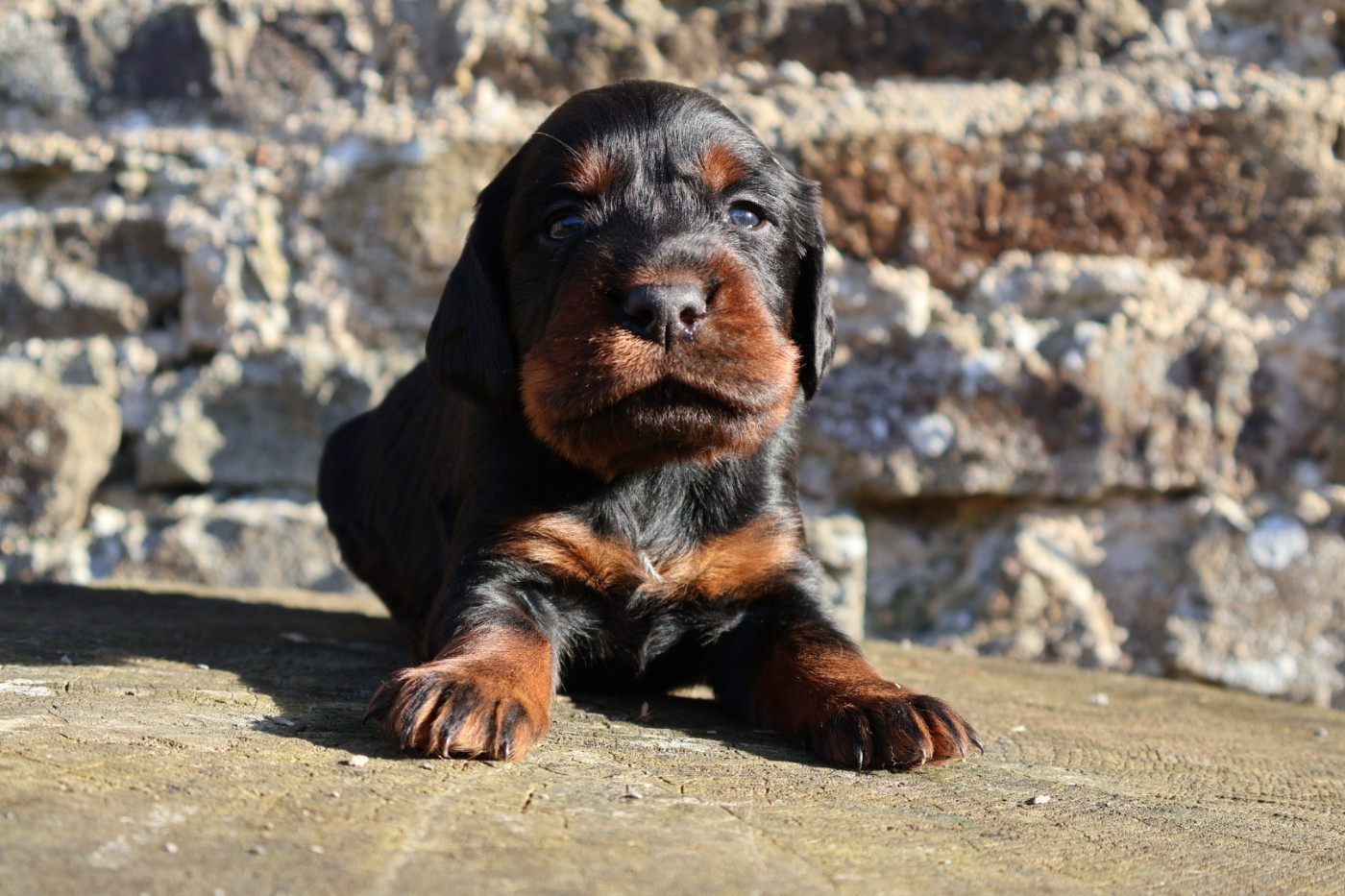 Du Domaine De Phoebapooros - Chiots disponibles - Setter Gordon