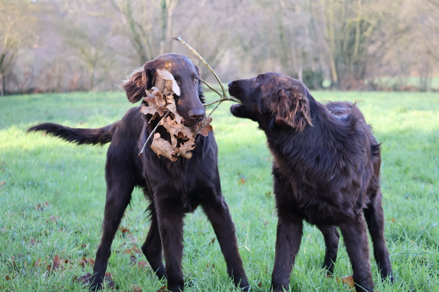 Chiot Flat Coated Retriever Du Domaine De Phoebapooros