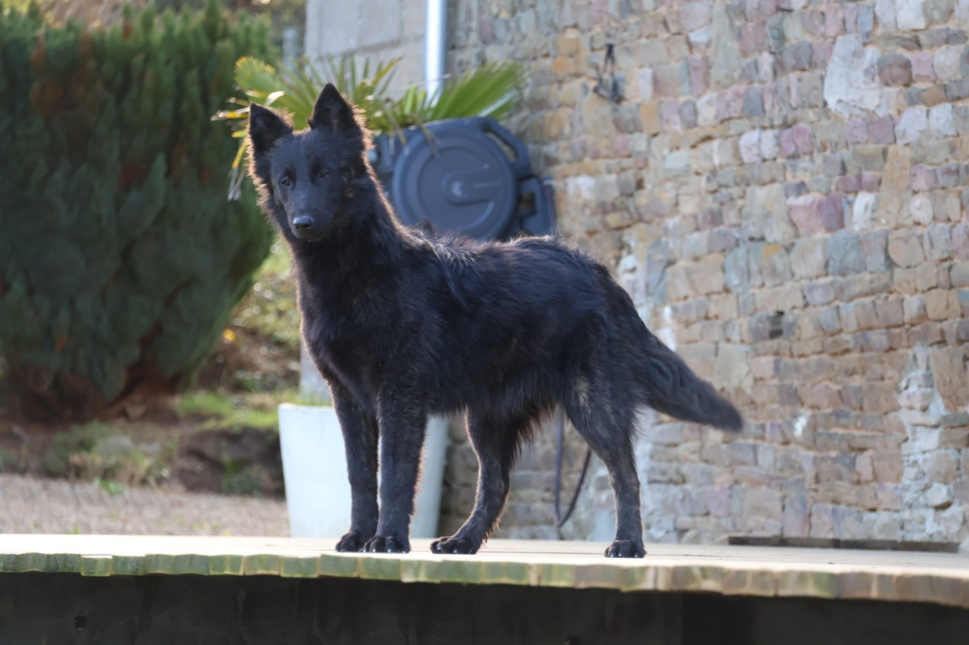 Du Domaine De Phoebapooros - Chiots disponibles - Berger hollandais