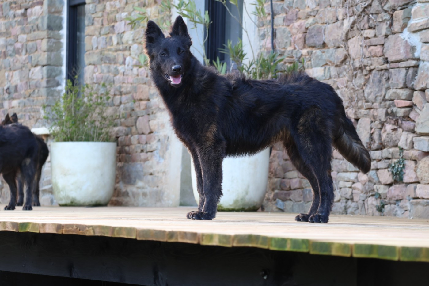 Du Domaine De Phoebapooros - Chiots disponibles - Berger hollandais
