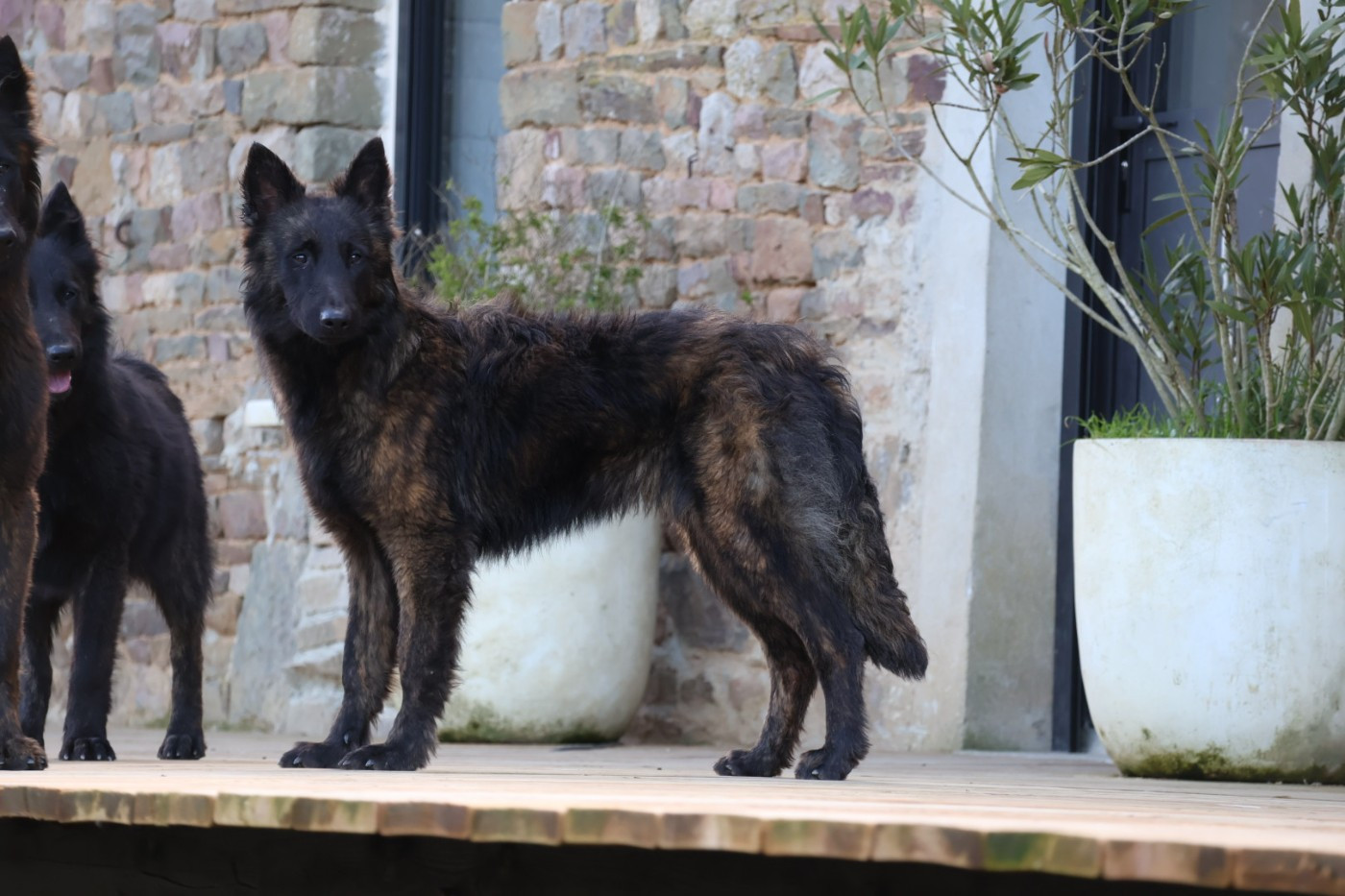 Du Domaine De Phoebapooros - Chiots disponibles - Berger hollandais