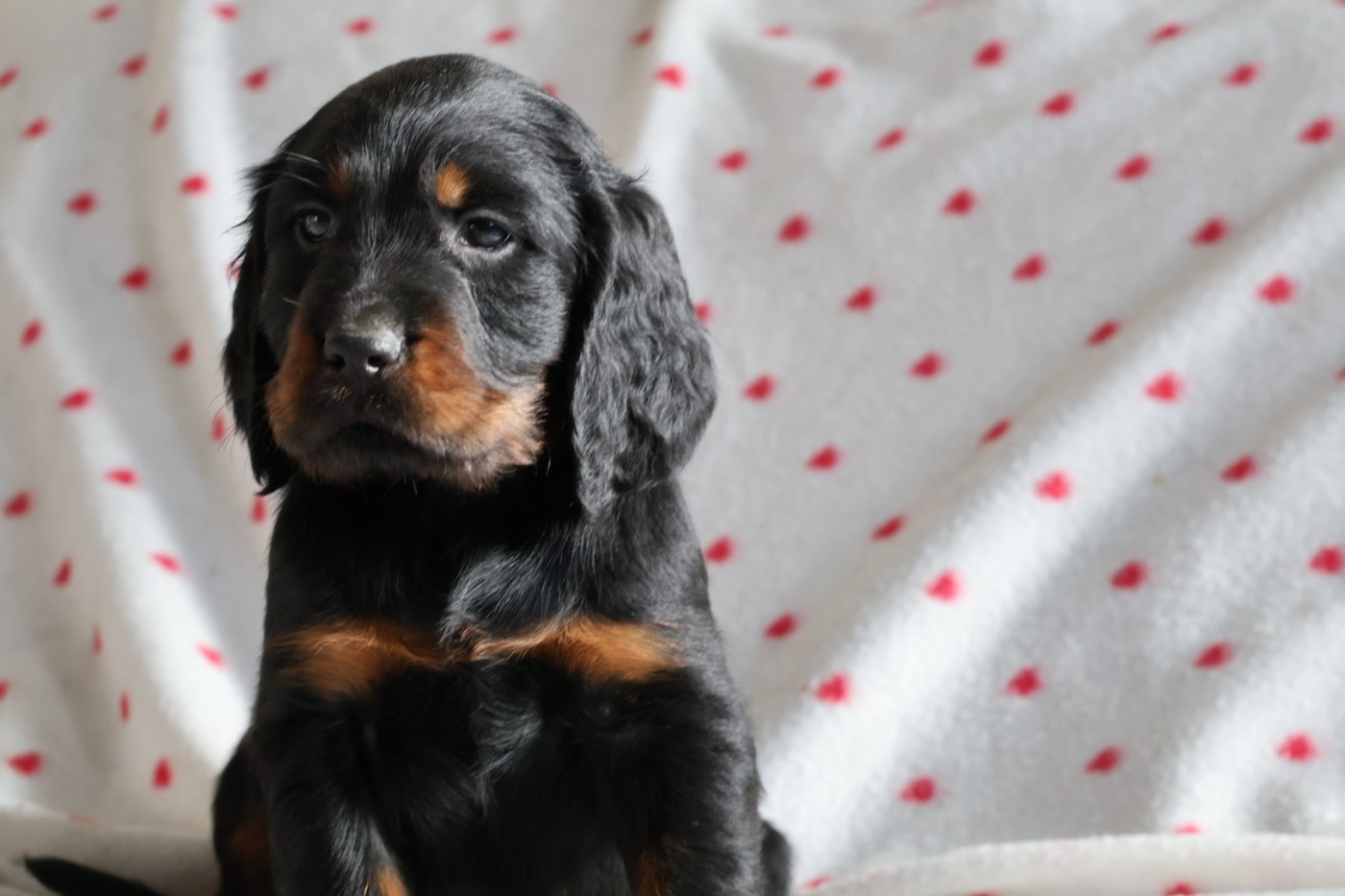 Du Domaine De Phoebapooros - Chiots disponibles - Setter Gordon