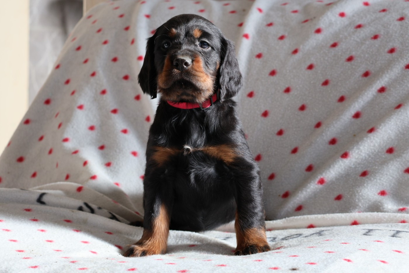 Du Domaine De Phoebapooros - Chiots disponibles - Setter Gordon