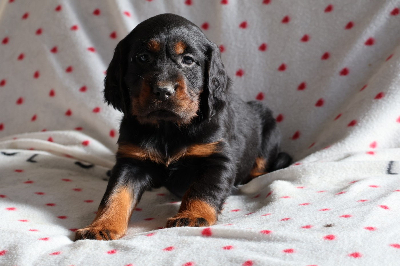 Du Domaine De Phoebapooros - Chiots disponibles - Setter Gordon