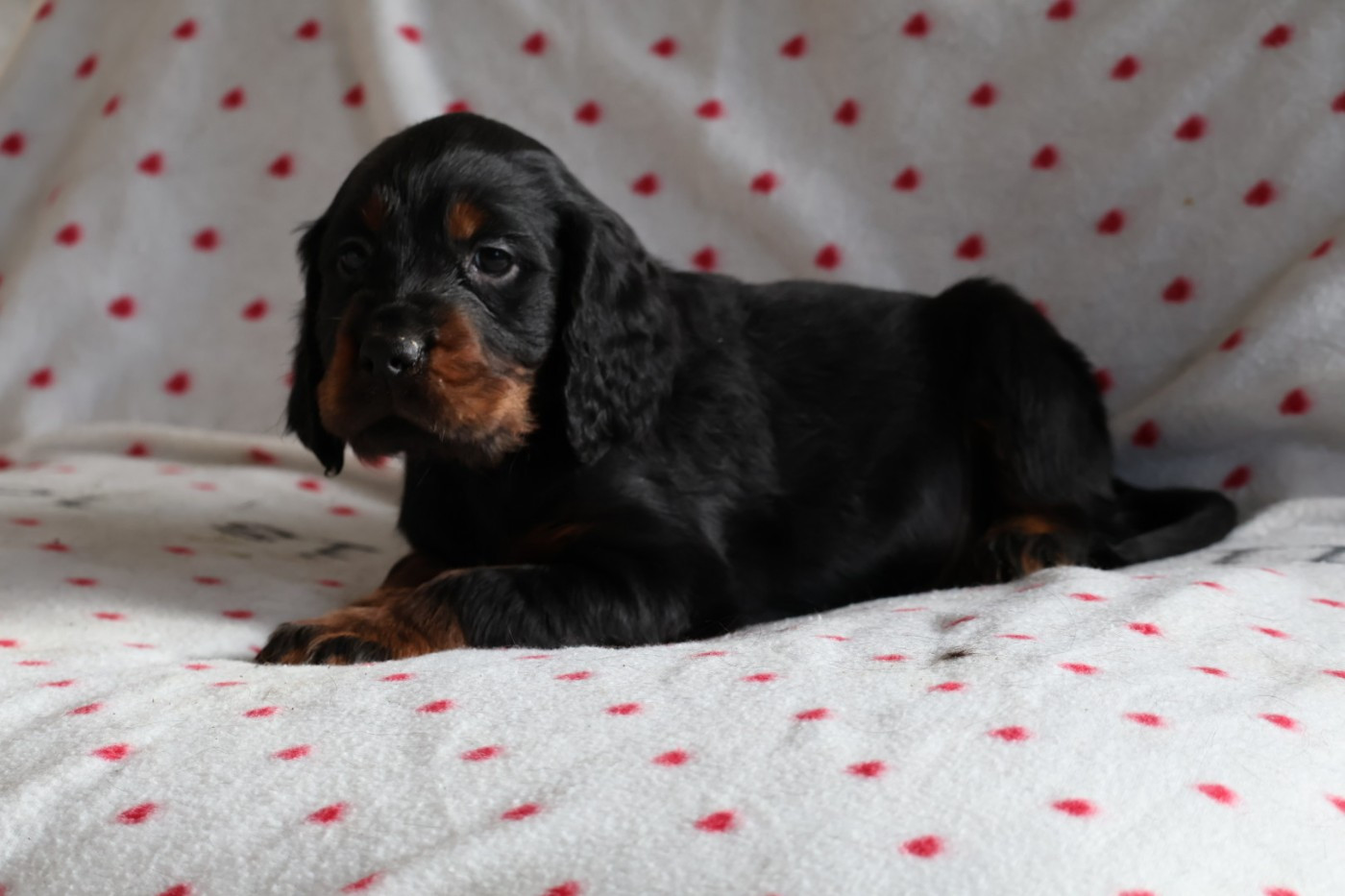 Du Domaine De Phoebapooros - Chiots disponibles - Setter Gordon