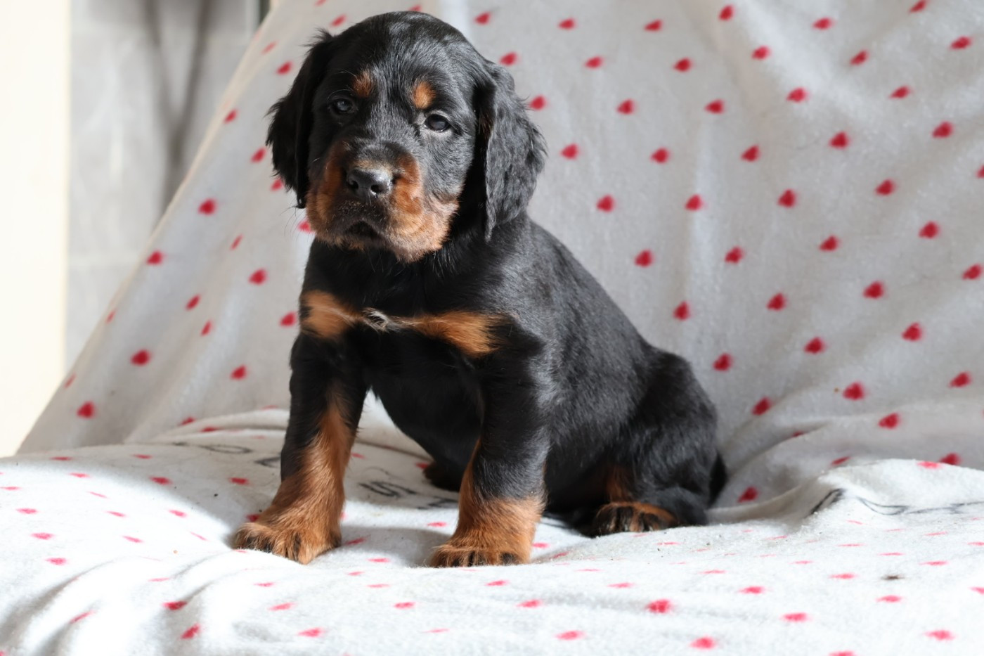 Du Domaine De Phoebapooros - Chiots disponibles - Setter Gordon