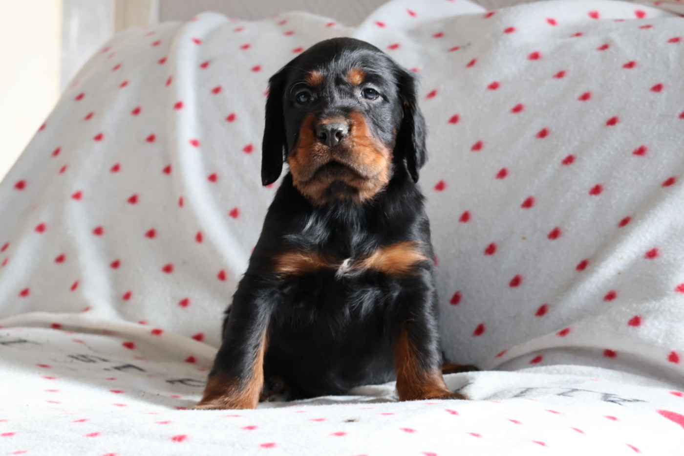 Du Domaine De Phoebapooros - Chiots disponibles - Setter Gordon