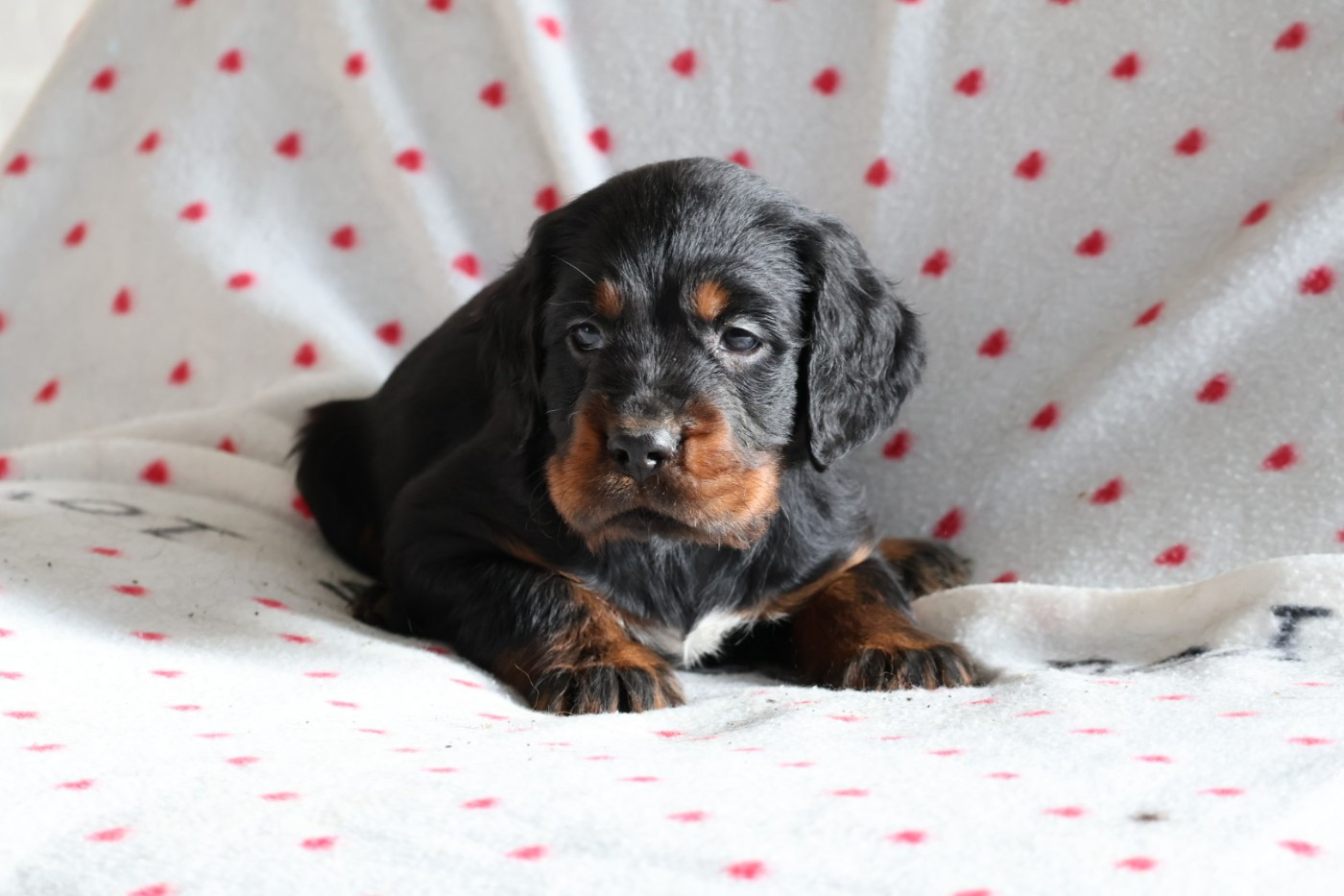Du Domaine De Phoebapooros - Chiots disponibles - Setter Gordon