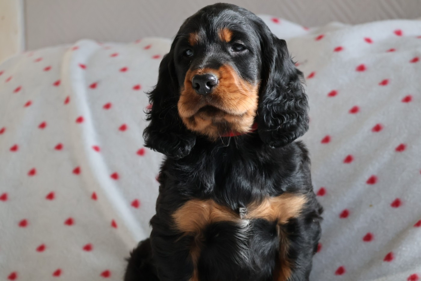 Du Domaine De Phoebapooros - Setter Gordon - Portée née le 01/12/2025