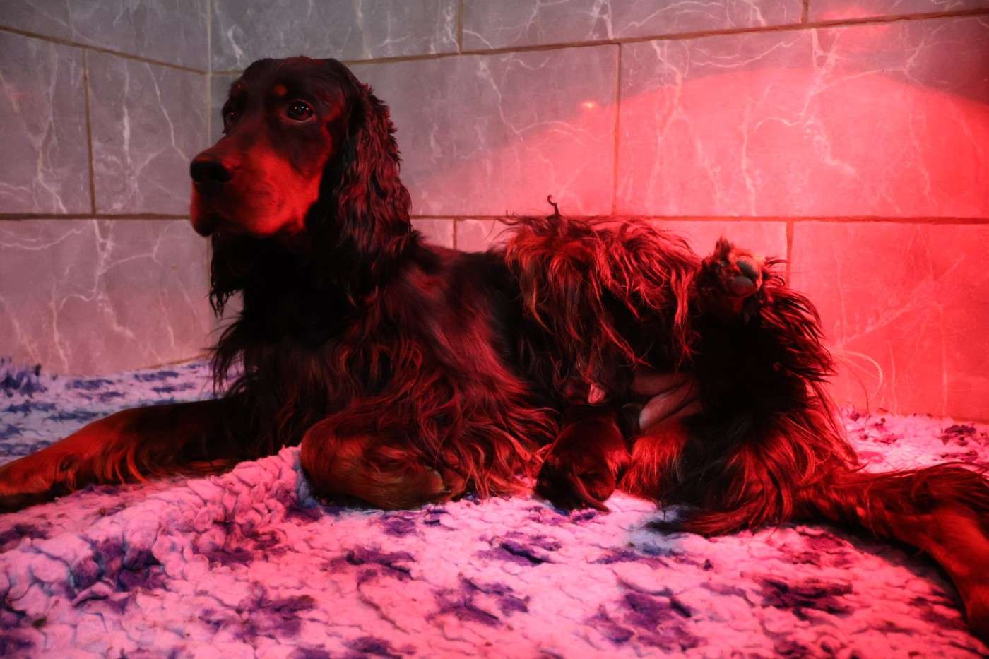 Du Domaine De Phoebapooros - Setter Gordon - Portée née le 23/01/2026