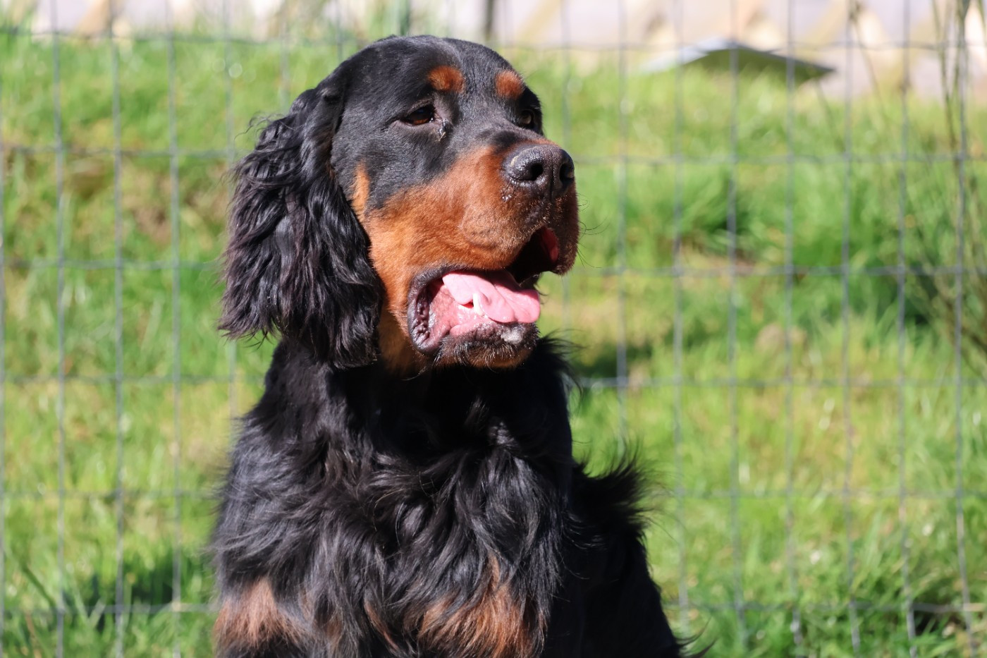 Du Domaine De Phoebapooros - Setter Gordon - Portée née le 17/05/2025