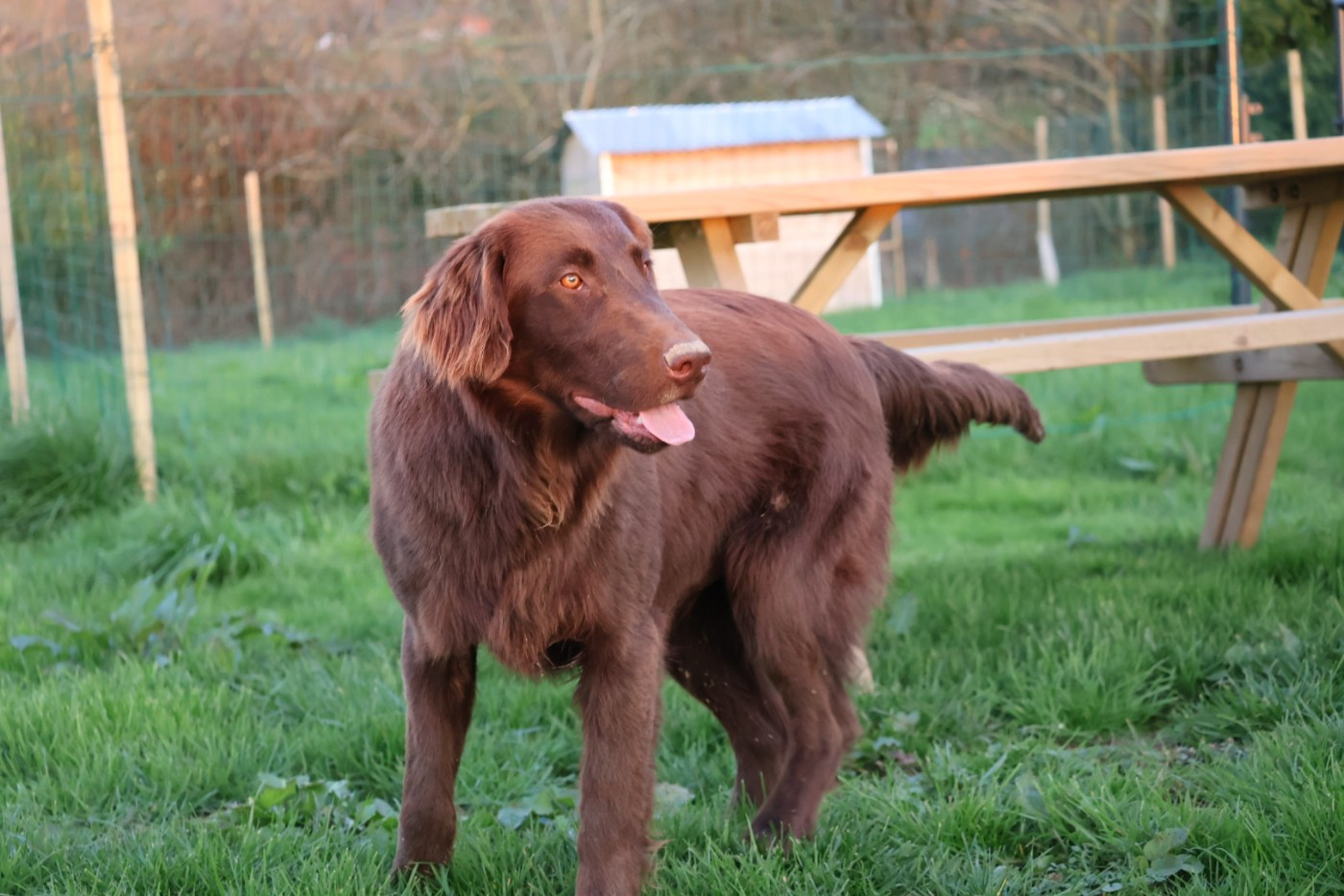 Du Domaine De Phoebapooros - Chiots disponibles - Flat Coated Retriever