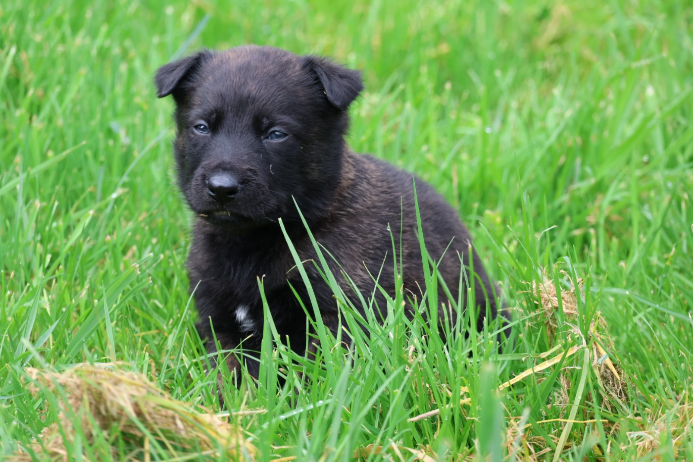 Du Domaine De Phoebapooros - Chiots disponibles - Berger hollandais