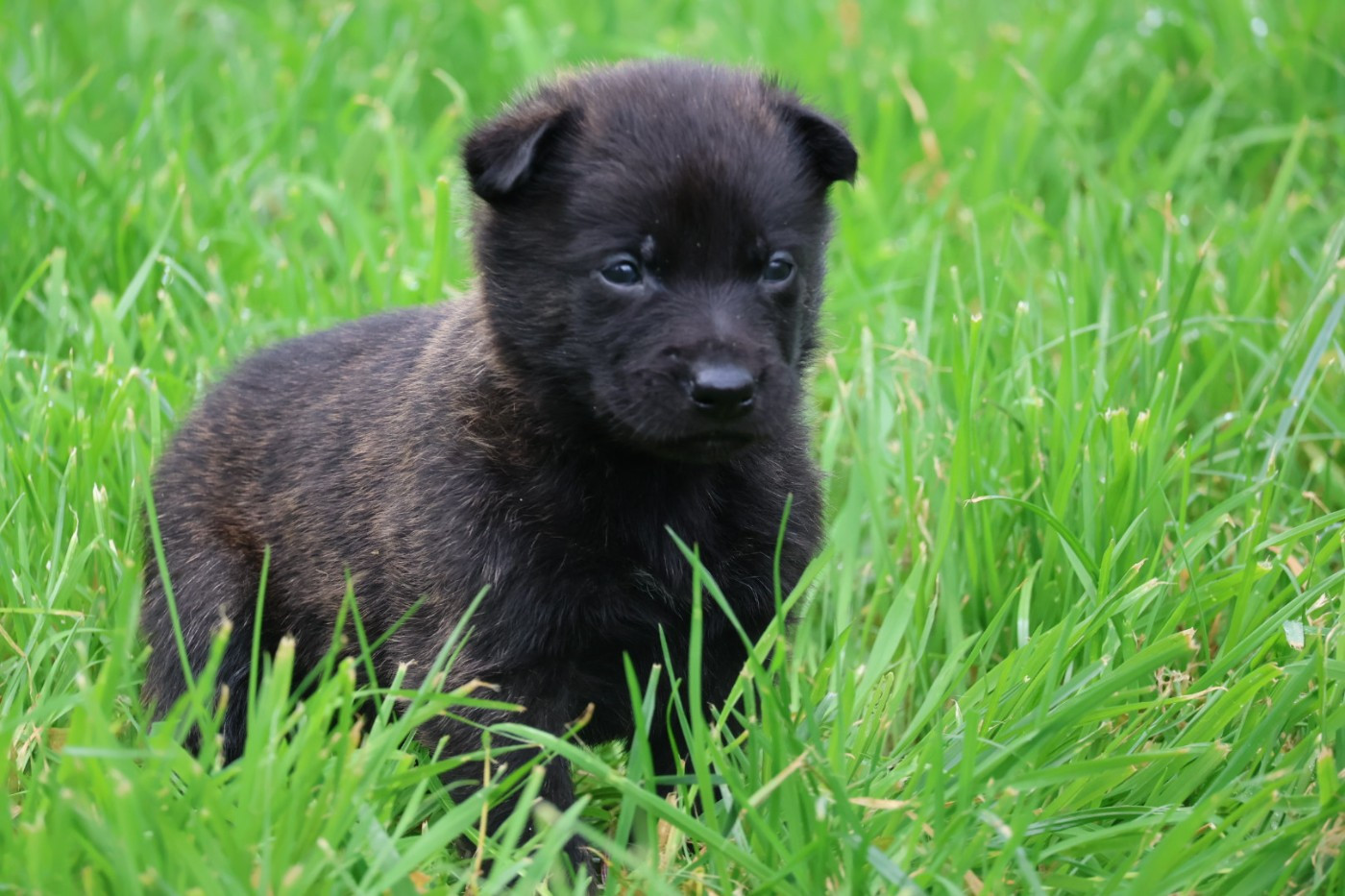 Du Domaine De Phoebapooros - Chiots disponibles - Berger hollandais