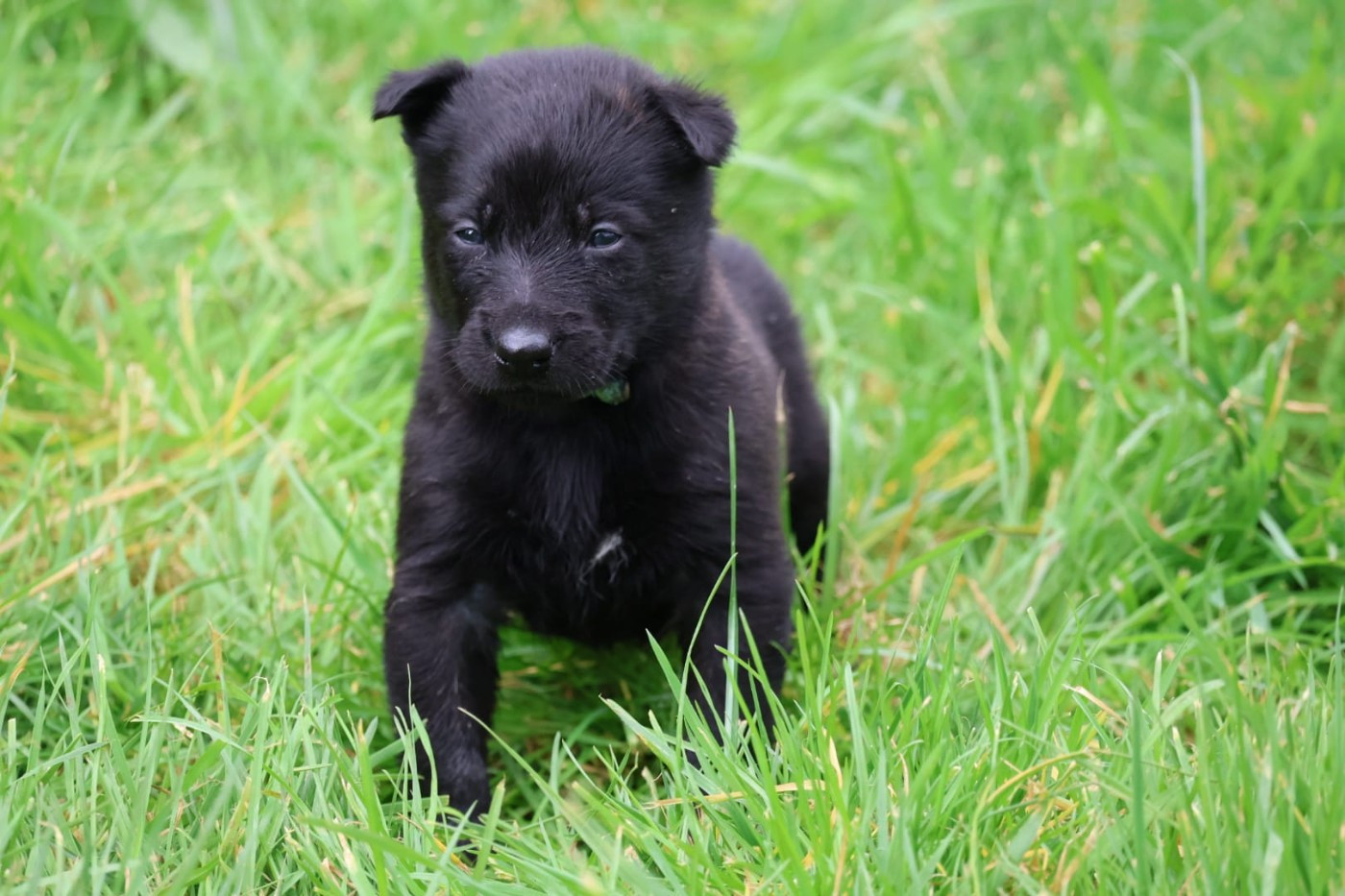 Du Domaine De Phoebapooros - Chiots disponibles - Berger hollandais