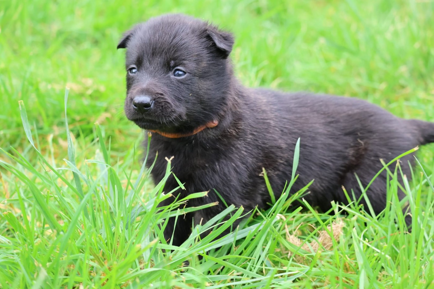 Du Domaine De Phoebapooros - Chiots disponibles - Berger hollandais