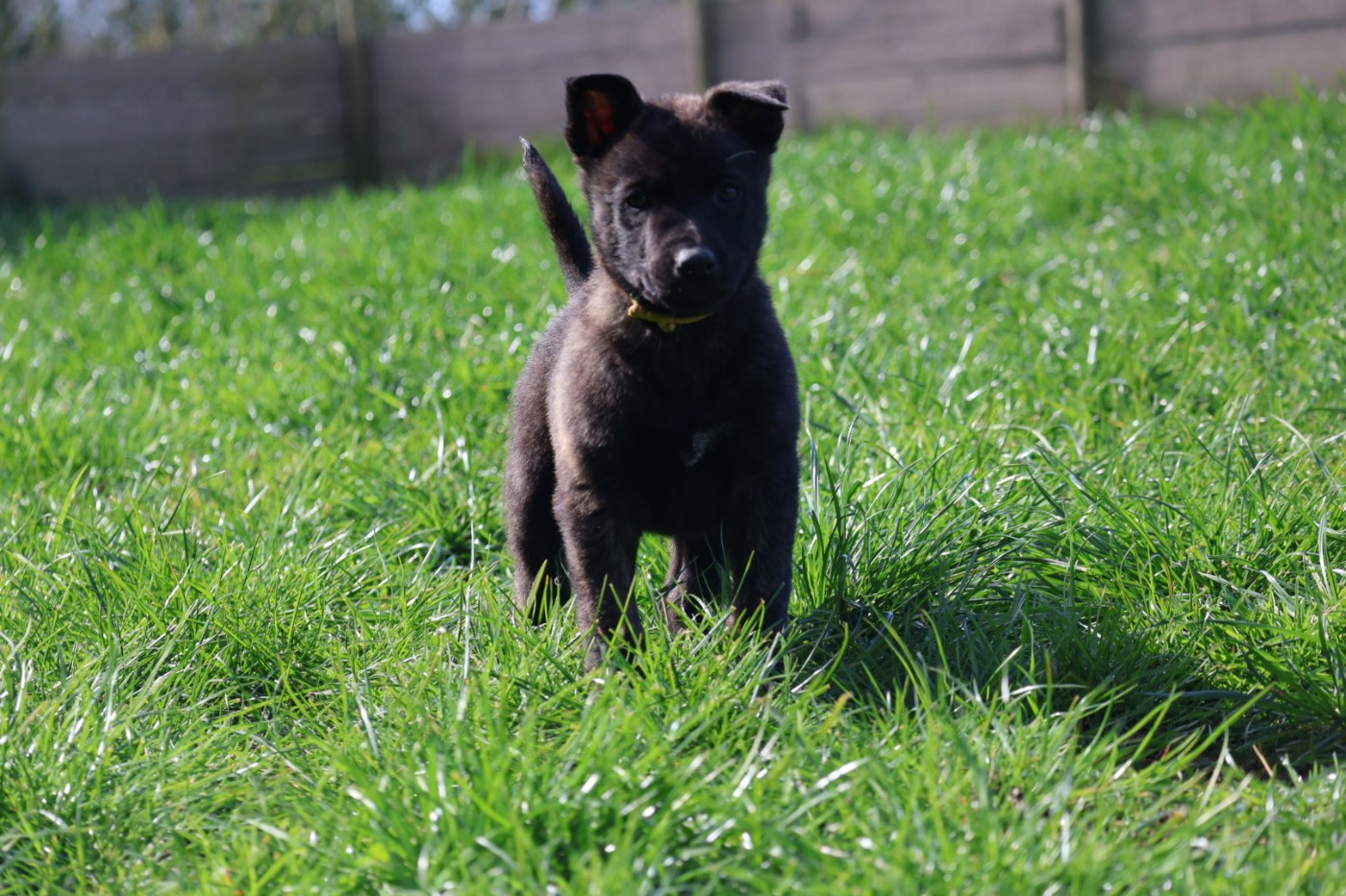 Du Domaine De Phoebapooros - Chiots disponibles - Berger hollandais