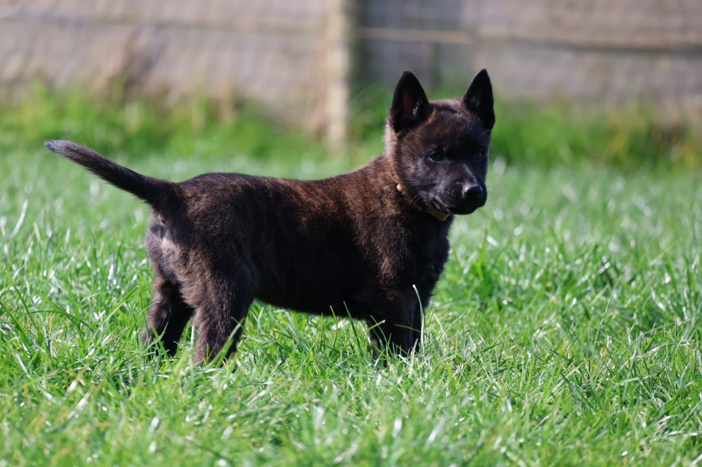 Du Domaine De Phoebapooros - Chiots disponibles - Berger hollandais